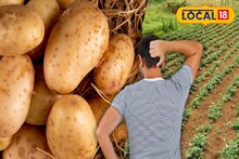 Agriculture News: জঙ্গল লাগোয়া জমিতে ভাল আলু চাষ, তবুও মন খারাপ চাষিদের! আসল কারণ কিন্তু গজরাজ