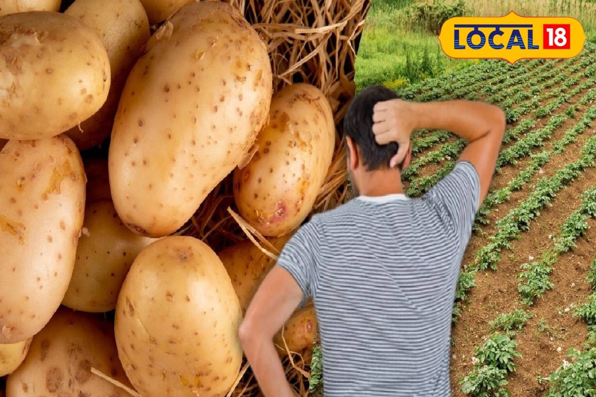 জঙ্গল লাগোয়া জমিতে ভাল আলু চাষ, তবুও মন খারাপ চাষিদের! আসল কারণ কিন্তু গজরাজ