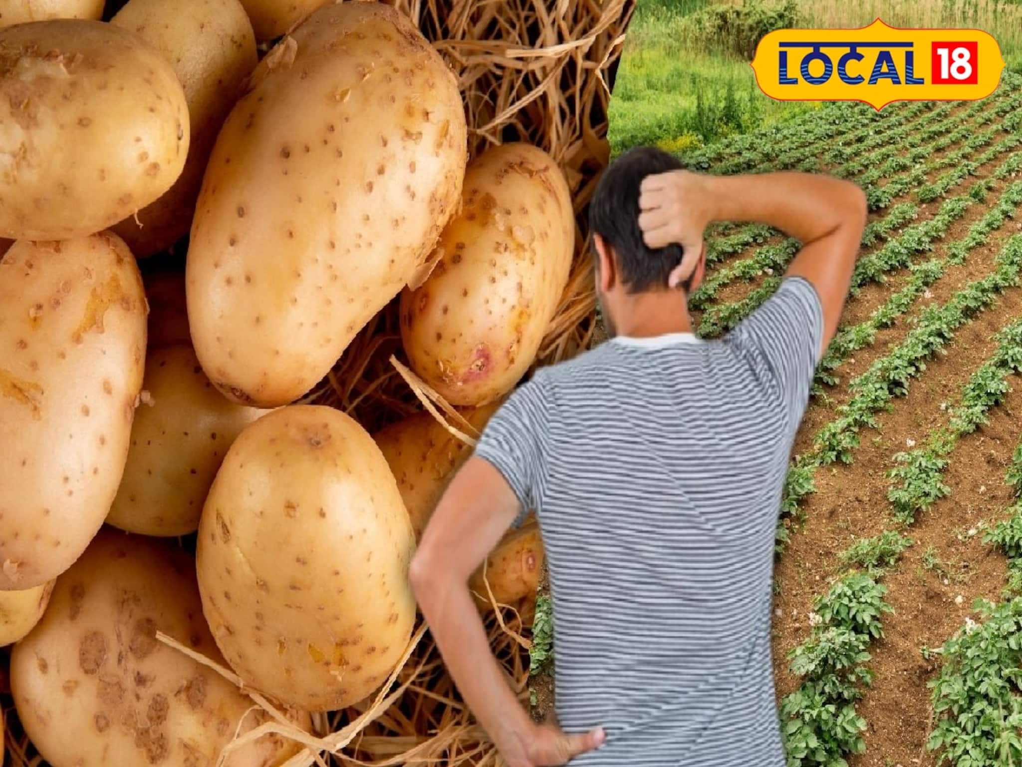 জঙ্গল লাগোয়া জমিতে ভাল আলু চাষ, তবুও মন খারাপ চাষিদের! আসল কারণ কিন্তু গজরাজ