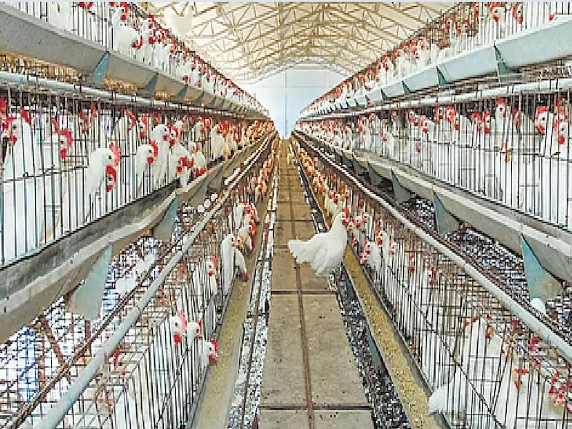 পেটা ইন্ডিয়া জানিয়েছে যে খাবারের জন্য লালন-পালন করা প্রাণীরা খুব কষ্ট পায়। কারখানার খামারগুলিতে, হাজার হাজার মুরগি অ্যামোনিয়ার ধোঁয়ায় ভরা জনাকীর্ণ শেডের মধ্যে আটকে থাকে। তাদের তাজা বাতাস নেই, এই মুরগি এবং অন্যান্য প্রাণীদের তারপর ট্রাকে জবাই করার জন্য ঠেলে দেওয়া হয়। সেখানে অনেকেই আহত হয়, শ্বাসরোধ হয় অথবা পথে মারা যায়।