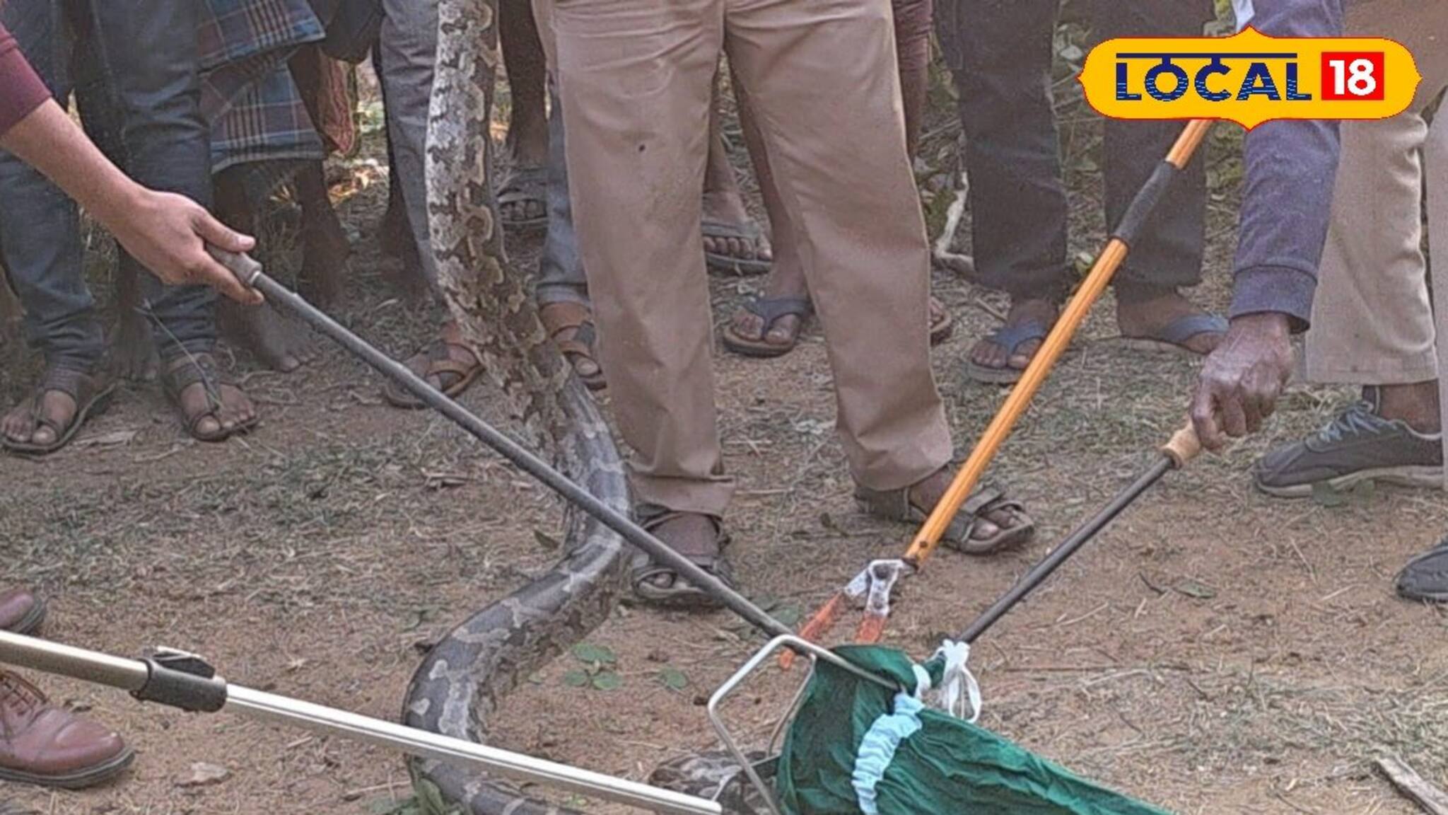 মানুষের তাড়া খেয়ে তরতরিয়ে অজগর উঠল গাছে! উদ্ধার করতে হিমশিম খেতে হল বাঁকুড়ার বনকর্মীদের