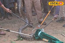 মানুষের তাড়া খেয়ে তরতরিয়ে অজগর উঠল গাছে! উদ্ধার করতে হিমশিম খেতে হল বাঁকুড়ার বনকর্মীদের