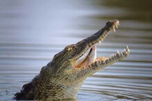 Local News: শীতে রোদ পোহাচ্ছে কুমির, দৃশ্য দেখে আতঙ্ক গোবিন্দপুরে, দেখুন ভিডিও