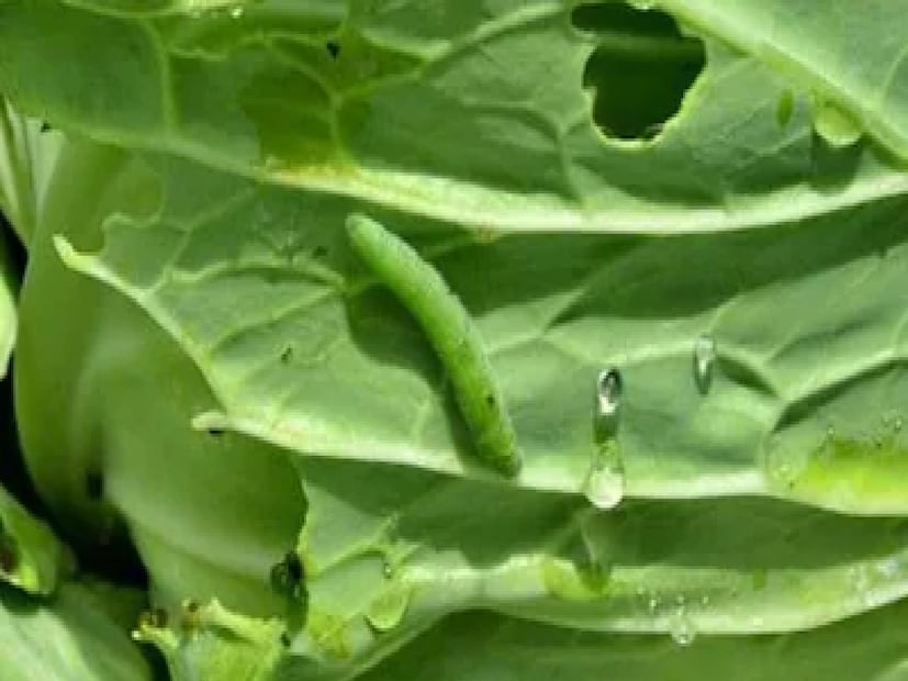 বিজ্ঞানীরা জানিয়েছেন, বাঁধাকপি বা ফুলকপির মতো ঘন গঠনের সবজিগুলিতে সাধারণত সবচেয়ে বেশি কৃমি থাকে। তাই রান্নার আগে এগুলিকে ভালোভাবে ধোয়া ও পরিষ্কার করা অত্যন্ত জরুরি। ফুলকপিকে প্রথমে বড় টুকরো করে কেটে নিতে হবে, যাতে প্রতিটি অংশ সহজে ধোয়া যায়।