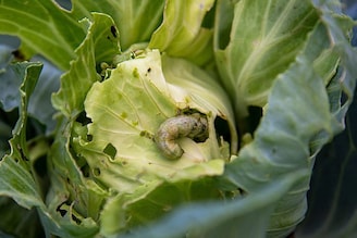 পালং শাক, বাঁধাকপিতে গিজগিজ করছে কৃমি! পেটে গেলেই বিপদ, সহজ 'ট্রিক' জেনে এক সেকেন্ডে সাফ!