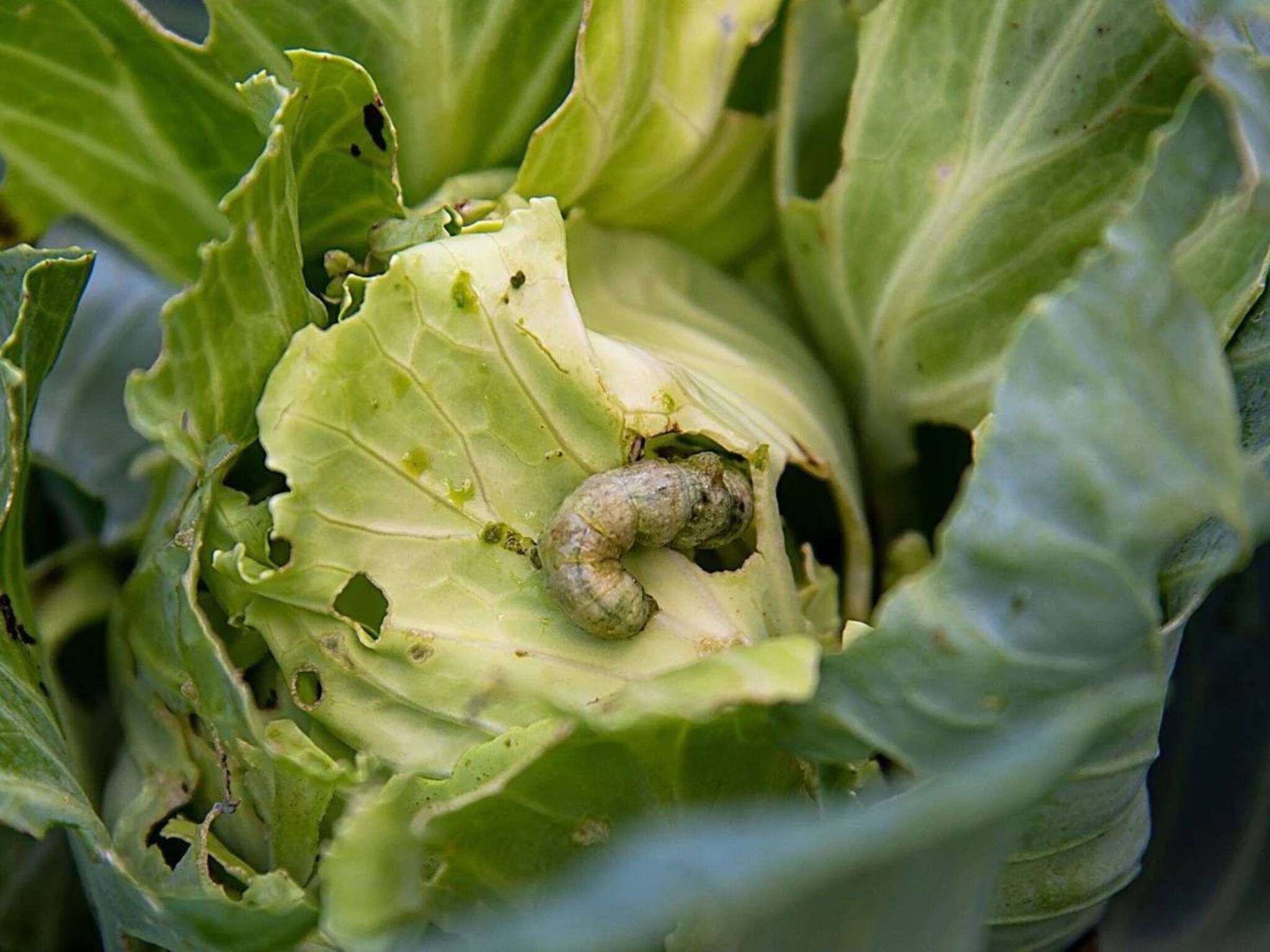 পালং শাক, বাঁধাকপিতে গিজগিজ করছে কৃমি! পেটে গেলেই বিপদ, সহজ 'ট্রিক' জেনে এক সেকেন্ডে সাফ করুন