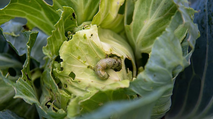 সবশেষে বলা যায়, বর্ষা বা শীতের মরশুমে সবুজ শাকসবজি যেমন শরীরের জন্য উপকারী, তেমনি সেগুলি খাওয়ার আগে ভালোভাবে পরিষ্কার করাও ততটাই প্রয়োজনীয়। রান্নাঘরের নিত্য উপাদান লবণ, হলুদ এবং অল্প উষ্ণ জলই হতে পারে কৃমি-মুক্ত ও নিরাপদ খাদ্যাভ্যাসের সহজতম উপায়।
