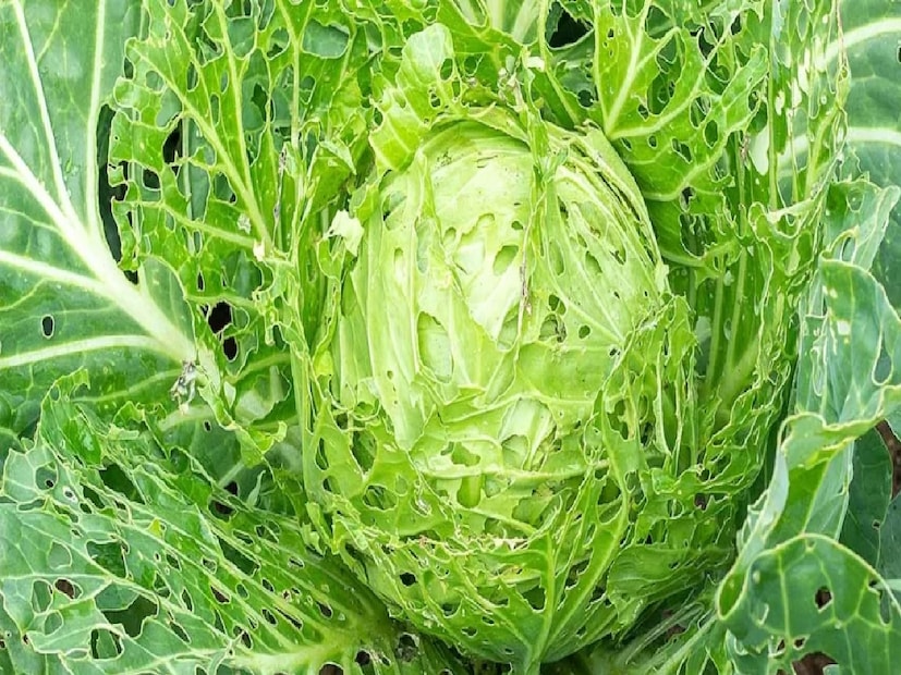 এরপর একটি বড় পাত্রে হালকা গরম জল নিয়ে তাতে এক চামচ লবণ মেশাতে হবে। সেই জলে ফুলকপির টুকরোগুলি কিছু সময় ভিজিয়ে রাখলে দেখা যাবে ক্ষুদ্র কৃমিগুলি জলের ওপর ভেসে উঠছে। কেউ কেউ লবণের সঙ্গে অল্প হলুদ গুঁড়োও মেশান, কারণ হলুদে থাকে প্রাকৃতিক জীবাণুনাশক উপাদান। লবণ ও হলুদের সংমিশ্রণে জলে ভিজিয়ে রাখলে অল্প সময়ের মধ্যেই ফুলকপির ভেতর লুকিয়ে থাকা কৃমিগুলি নিজে থেকেই বেরিয়ে আসে।