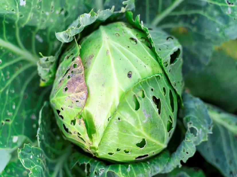 বাঁধাকপির ক্ষেত্রেও একই সাবধানতা জরুরি। গবেষণায় দেখা গিয়েছে, বাঁধাকপিতে থাকা কৃমি মানবদেহের জন্য অত্যন্ত ক্ষতিকর এবং তা দীর্ঘস্থায়ীভাবে শরীরে প্রবেশ করলে মস্তিষ্কের কার্যক্ষমতাতেও প্রভাব ফেলতে পারে। তাই রান্নার আগে বাঁধাকপির বাইরের এক বা দুই স্তরের পাতা সরিয়ে ফেলাই সবচেয়ে ভালো উপায়। এরপর সেই পাতাগুলি হালকা গরম লবণ ও হলুদ মেশানো জলে কিছুক্ষণ ভিজিয়ে রেখে ভালোভাবে ধুয়ে নিতে হবে। এতে ভেতরে লুকিয়ে থাকা সব কৃমি বেরিয়ে আসবে এবং সবজি সম্পূর্ণ পরিষ্কার হবে।