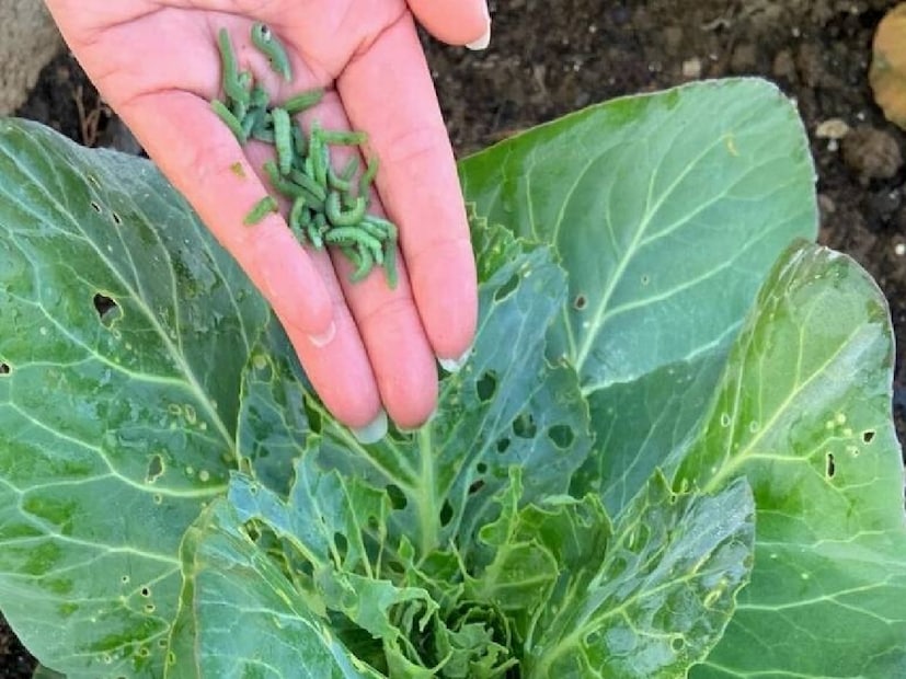 আরও নিরাপদ উপায় হিসেবে কেউ কেউ লবণ ও হলুদের সঙ্গে অল্প ভিনেগার বা লেবুর রসও মেশান। এতে শুধু পোকামাকড়ই নয়, সবজির গায়ে থাকা জীবাণুও সম্পূর্ণভাবে নষ্ট হয়ে যায়। তবে মনে রাখতে হবে, জলের তাপমাত্রা যেন বেশি না হয়, নইলে সবজি নরম হয়ে যেতে পারে।