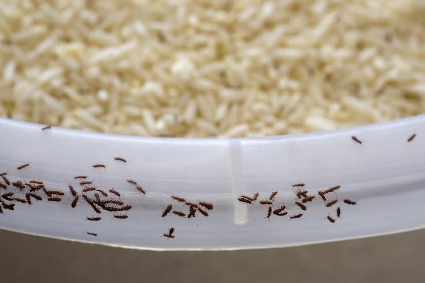 পোকা নির্মূল করার জন্য স্টেপ বাই স্টেপ নির্দেশিকা:১. আগে পরীক্ষা করে আলাদা করুন: আপনার সমস্ত চাল পরীক্ষা করে দেখুন। যদি একটি পাত্রে এগুলি থাকে, তবে সম্ভবত অন্যগুলিতেও বংশ বিস্তার করতে থাকবে। নতুন শস্যের সঙ্গে পুরনো শস্য একদম মেশাবেন না।