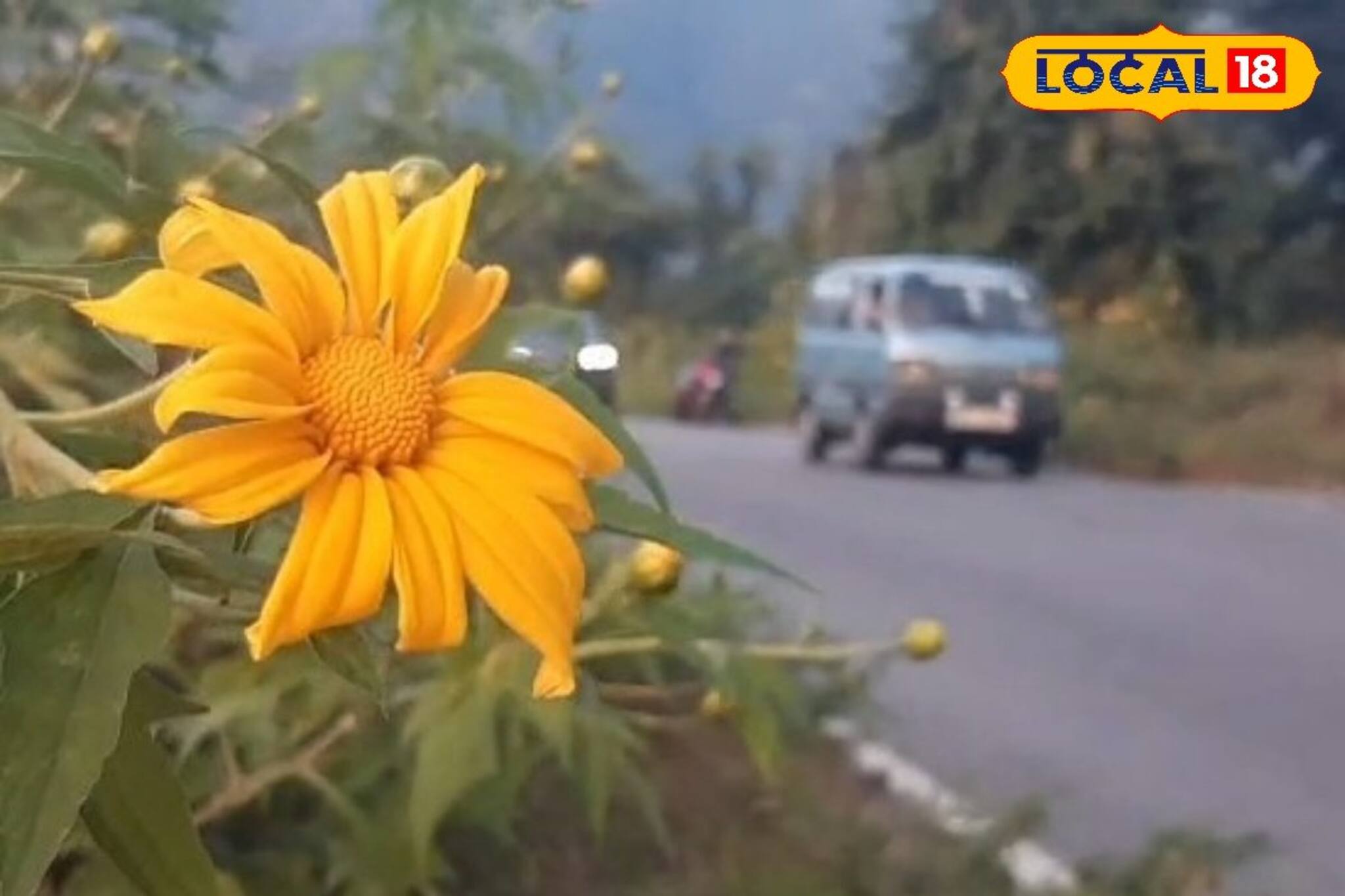 North Bengal Tourism: উত্তরবঙ্গের রাস্তায় মেক্সিকান সূর্যমুখীর হাতছানি! শিলিগুড়ি থেকে সামান্য দূরে চোখজুড়ানো বাহার, শীতের ট্যুরে না গেলে মিস