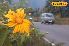 North Bengal Tourism: উত্তরবঙ্গের রাস্তায় মেক্সিকান সূর্যমুখীর হাতছানি! শিলিগুড়ি থেকে সামান্য দূরে চোখজুড়ানো বাহার, শীতের ট্যুরে না গেলে মিস