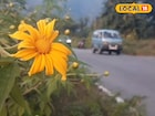 উত্তরবঙ্গের রাস্তায় মেক্সিকান সূর্যমুখীর হাতছানি!শিলিগুড়ি থেকে সামান্য দূরে চোখজুড়ানো ছবি