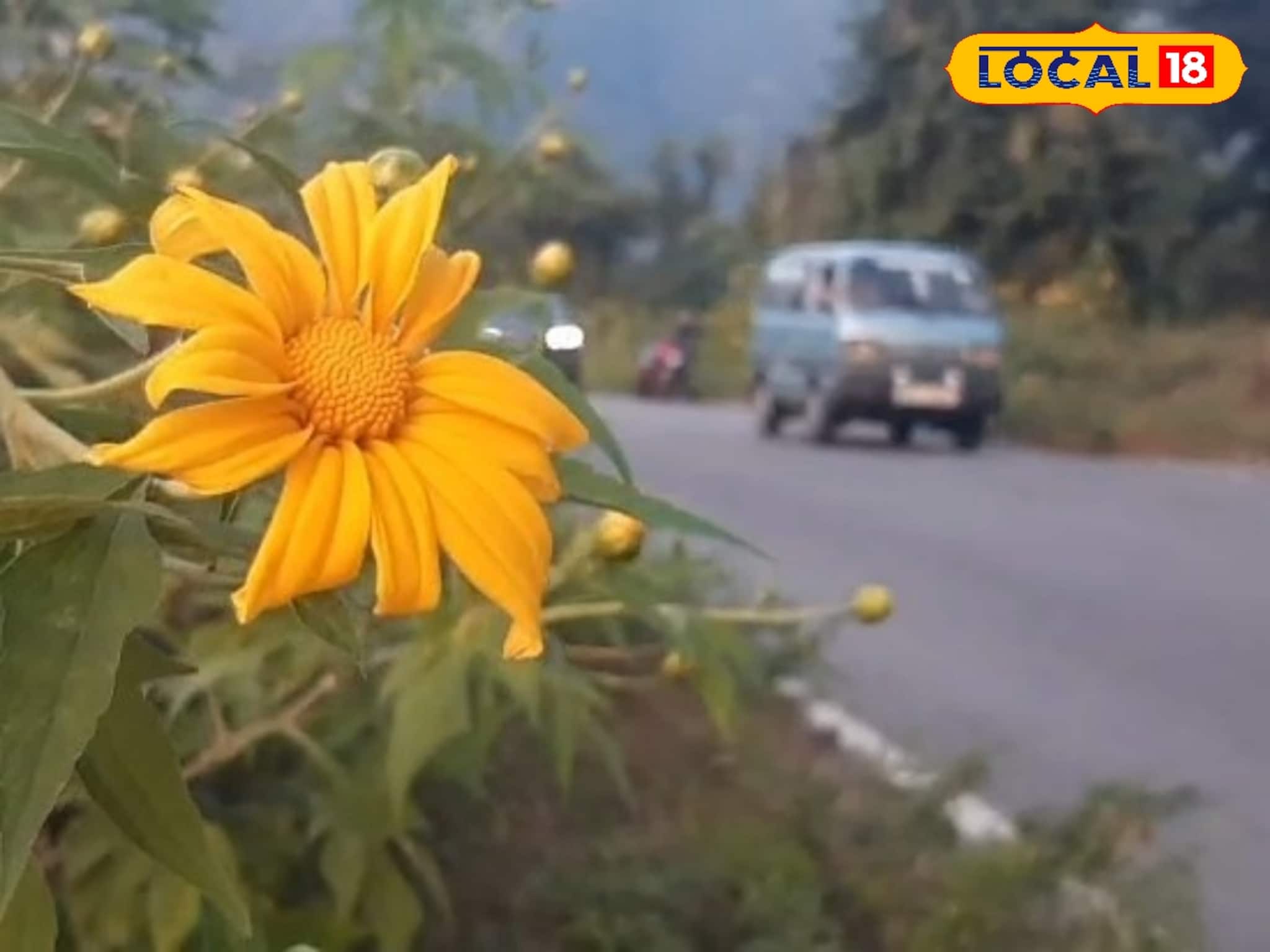 North Bengal Tourism: উত্তরবঙ্গের রাস্তায় মেক্সিকান সূর্যমুখীর হাতছানি! শিলিগুড়ি থেকে সামান্য দূরে চোখজুড়ানো বাহার, শীতের ট্যুরে না গেলে মিস