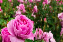 গোলাপ গাছের ত্রিসীমানায় ঘেঁষবে না 'পোকা'..! রসুন-গুঁড়ো দিয়ে করুন ছোট্ট কাজ, ফুলে ফুলে ভরবে