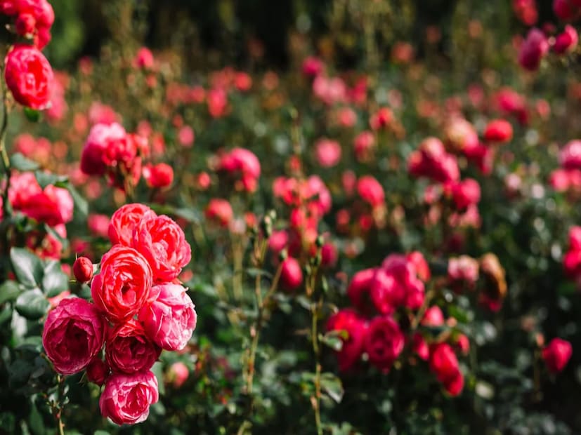 কিন্তু পোকামাকড় হল গোলাপ গাছের চিরশত্রু । তাই গোলাপ গাছ পোকামাকড় মুক্ত করা জরুরি। নইলে ফুল ফোটা শুধু বন্ধই হয়ে যায় না, গাছও নিমেষে শুকিয়ে যায়। কিন্তু জানেন কি কিছু সহজ প্রাকৃতিক উপাদান এক্ষেত্রে ম্যাজিকে কাজ করে।