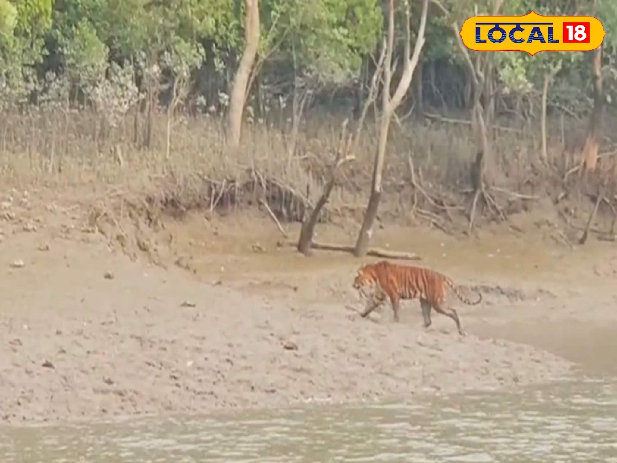 ফের একবার সুন্দরবনে বাঘের দেখা পেলেন পর্যটকরা, খুশিতে ডগমগ সবাই