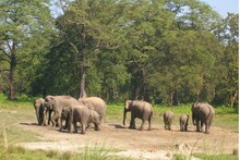 'অপারেশন রাইনো'র পর 'অপারেশন এলিফ্যান্ট' জলদাপাড়ার, ৩০ হাতির করিডরে বসছে সিসি ক্যামেরা
