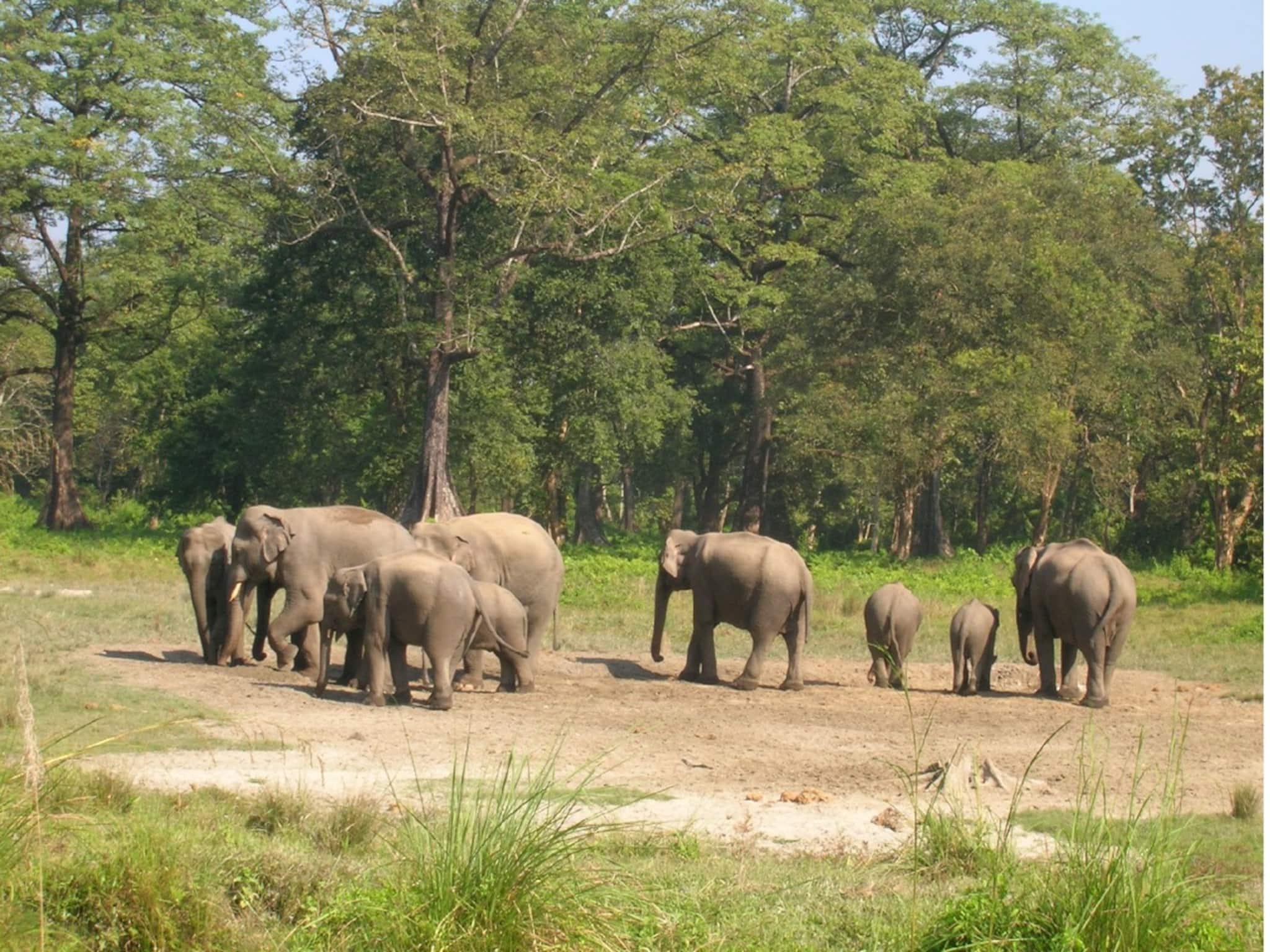 Jaldapara:'অপারেশন রাইনো'র পর 'অপারেশন এলিফ্যান্ট' জলদাপাড়ার, ৩০ হাতির করিডরে বসছে সিসি ক্যামেরা