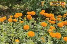 সারাবছর চাহিদা, চাষ করে মালামাল গোবরুর কৃষক! জমি থাকলে দারুণ বিজনেস