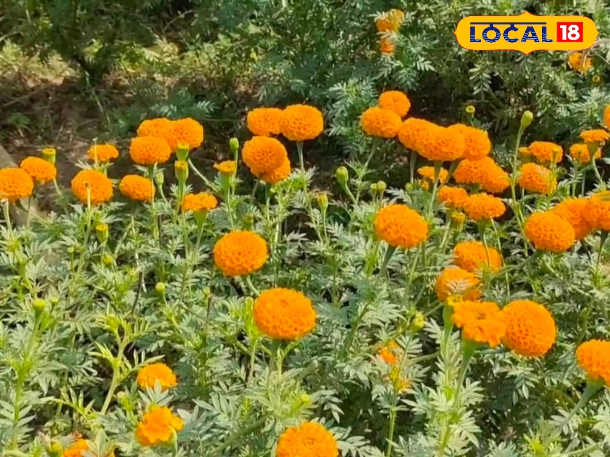 সারাবছর চাহিদা, চাষ করে মালামাল গোবরুর কৃষক! জমি থাকলে দারুণ বিজনেস