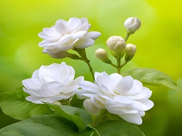 জুঁই ফুল গাছে ফুল আসছে না...? কলার খোসার সহজ দেশি ট্রিক ট্রাই করুন, ৫ দিনে দেখুন তফাৎ জুঁই ফুল গাছে ফুল আসছে না...? কলার খোসার সহজ দেশি ট্রিক ট্রাই করুন, ৫ দিনে দেখুন তফাৎ