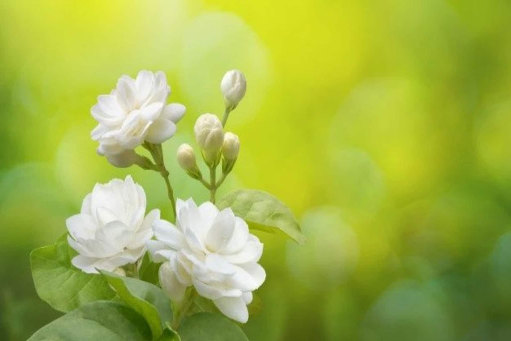 জুঁই ফুল গাছে ফুল আসছে না...? কলার খোসার সহজ দেশি ট্রিক ট্রাই করুন, ৫ দিনে দেখুন তফাৎ