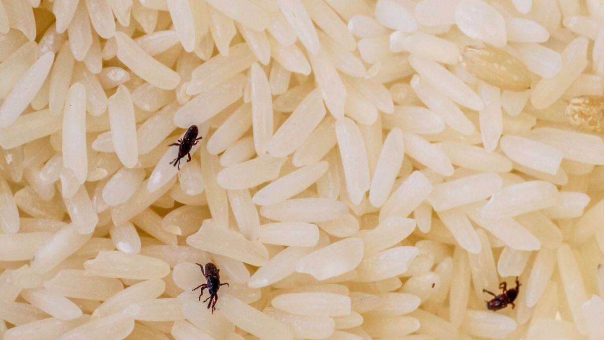 Wood Insect In Rice Rice Tips: ১ মিনিটে ভ্যানিশ হবে চালের পোকা...! শিখে নিন বিশেষজ্ঞের ...