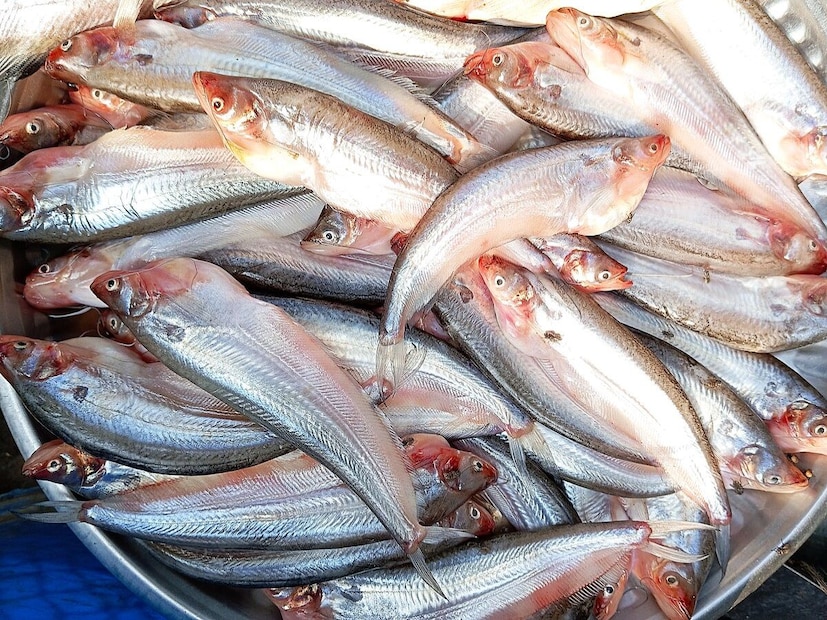 এই মাছ নিয়মিত খেলে হৃদরোগের আশঙ্কা কমতে পারে। কারণ পাবদা মাছ ওমেগা-৩ ফ্যাটি অ্যাসিড, প্রোটিন, ভিটামিন বি১২, আয়রন ও জিঙ্কে সমৃদ্ধ। ফলে এটি হার্টের নানা সমস্যা নিয়ন্ত্রণে রাখতে সাহায্য করে।