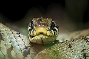 শীতেও নিঃশব্দে ঘরে ঢুকে আসে সাপ...! বিষধরদের দূরে রাখার ১০ মোক্ষম সস্তা উপায় জানুন