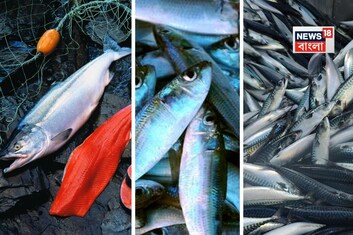 ৭ মাছ...! ভাল রাখে হার্ট-সহ শরীরের তিন বড় 'যন্ত্র', ডায়েটে রাখা মাস্ট, 'মেডিসিন' সমান!