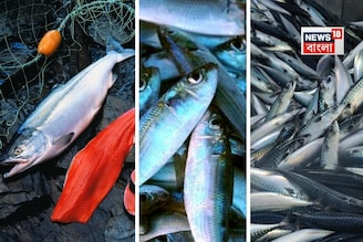 ৭ মাছ...! ভাল রাখে হার্ট-সহ শরীরের তিন বড় 'যন্ত্র', ডায়েটে রাখা মাস্ট, 'মেডিসিন' সমান!