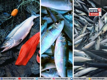 ৭ মাছ...! ভাল রাখে হার্ট-সহ শরীরের তিন বড় 'যন্ত্র', ডায়েটে রাখা মাস্ট, 'মেডিসিন' সমান!