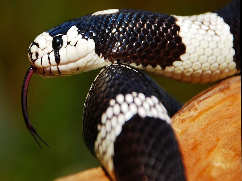 পাশাপাশি, আবর্জনা বা পশুখাদ্য খোলা জায়গায় ফেলে রাখা থেকে বিরত থাকুন, কারণ এই জায়গাগুলি ইঁদুরকে আকর্ষণ করে এবং যেখানে ইঁদুর থাকে সেখানে সাপ ঝাঁক তৈরি করে।