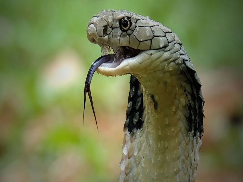 রাতে বাইরে বেরোনোর ​​সময় টর্চলাইট ব্যবহার করুন, বিশেষ করে মাঠ, বাগান বা কাঠের স্তূপের কাছে গেলে টর্চ থাকা মাস্ট।