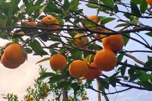 দার্জিলিং- সিটং যেতে হবে না আর, বাংলাতেই রয়েছে কমলা লেবুর বিরাট বাগান, ছুটে আসছেন সকলে