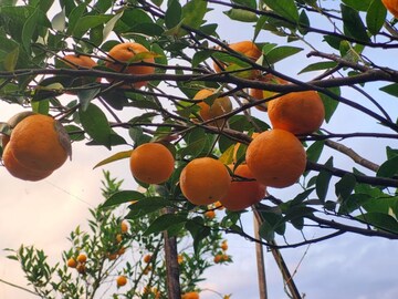 এ যেন কমলার দেশ...! সামসিং খাসমহলের চোখ ধাঁধানো 'অরেঞ্জ গার্ডেনে' নেমেছে পর্যটকদের ঢল