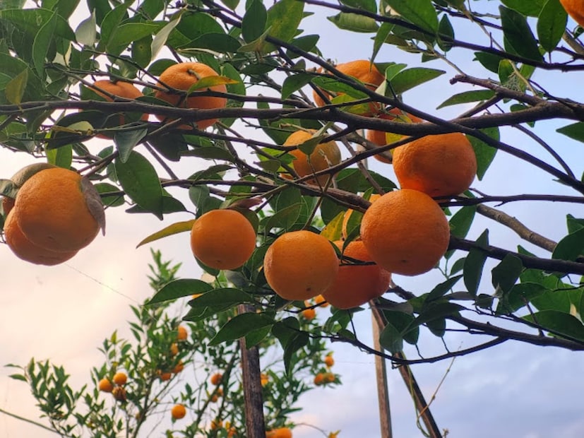 জলপাইগুড়ি: সবুজ চা বাগানের আঁকাবাঁকা রাস্তা আর পাহাড়ি আদভাঙ্গা পথ পার হলেই যেন অন্য এক জগৎ! এ যেন কমলার দেশ! পথের দু'ধারে সারি সারি চোখ ধাঁধানো কমলা বন। কোথায় জানেন? কালিম্পং জেলার সামসিং খাসমহল।