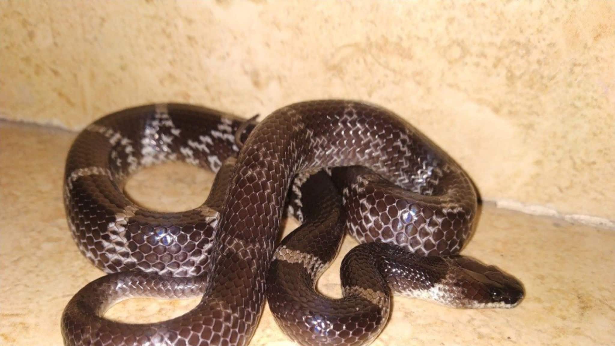 বাড়ির চৌহদ্দিতে ঘেঁষবে না 'সাপ'...! বিষধরদের তাড়ানোর সঠিক 'কায়দা' জানুন, শিখে নিন বিশেষজ্ঞের বলে দেওয়া মোক্ষম ঘরোয়া 'টোটকা'!