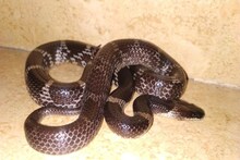 বাড়ির চৌহদ্দিতে ঘেঁষবে না 'সাপ'...! বিষধরদের তাড়ানোর সঠিক 'কায়দা' জানুন, শিখে নিন বিশেষজ্ঞের বলে দেওয়া মোক্ষম ঘরোয়া 'টোটকা'!