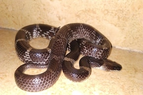 বাড়ির চৌহদ্দিতে ঘেঁষবে না 'সাপ'...! বিষধরদের তাড়ানোর সঠিক 'কায়দা' জানুন, শিখে নিন 'টোটকা'!