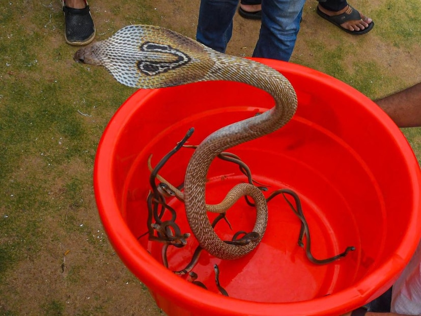 একইভাবে আপনি পেঁয়াজ এবং রসুনও ব্যবহার করতে পারেন:বিশেষজ্ঞ তাঁর পরামর্শে আরও বলেন, পেঁয়াজ এবং রসুনের গন্ধ সাপকে টিঁকতে দেয় না। তাই সাপ তাড়াতে আপনি চাইলে রসুন বা পেঁয়াজ ব্যবহার করতে পারেন।