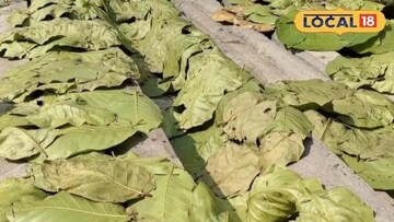 শালপাতা