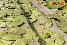 পাততাড়ি গুটিয়ে ব্যবসা বন্ধের উপক্রমের মুহূর্তেই ভাল খবর! শালপাতা নিয়ে নতুন আশার আলো