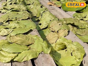 শালপাতা