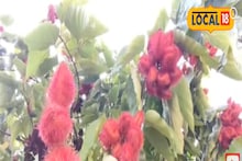 প্রাকৃতিক সিঁদুর -এর দেখা মিলছে বীরভূমে! কোথায় জানেন? দেখে নিন