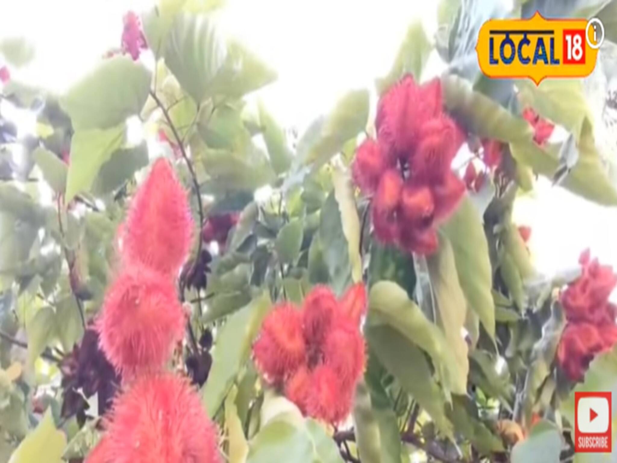 প্রাকৃতিক সিঁদুর -এর দেখা মিলছে বীরভূমে! কোথায় জানেন? দেখে নিন