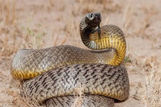 সমস্ত ধারণা ভেঙে চুরমার, বিশ্বের সবচেয়ে বিষাক্ত সাপ কোনটি?বিজ্ঞানীদের বেছে তালিকায় কোন সাপ