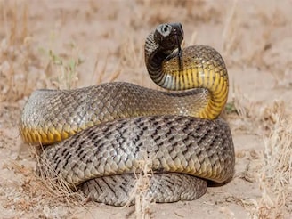 সমস্ত ধারণা ভেঙে চুরমার, বিশ্বের সবচেয়ে বিষাক্ত সাপ কোনটি?বিজ্ঞানীদের বেছে তালিকায় কোন সাপ